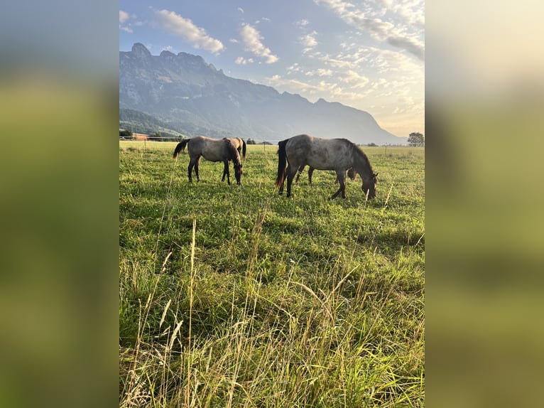  Etablierter Reitbetrieb sucht neuen Standort