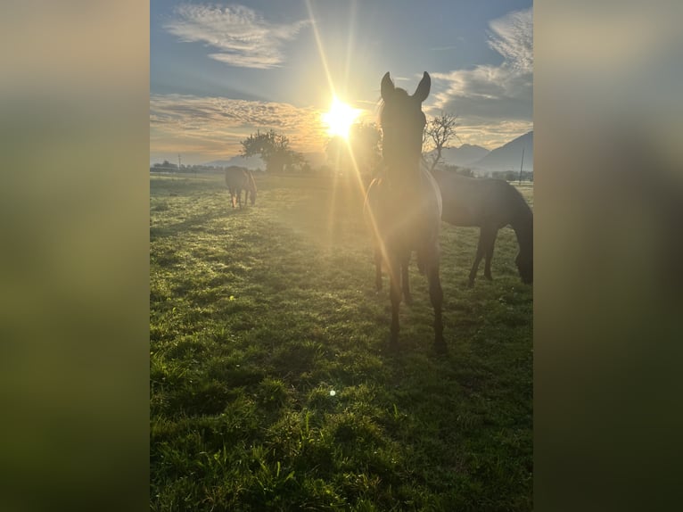  Etablierter Reitbetrieb sucht neuen Standort