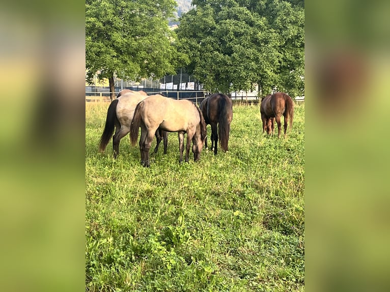  Etablierter Reitbetrieb sucht neuen Standort