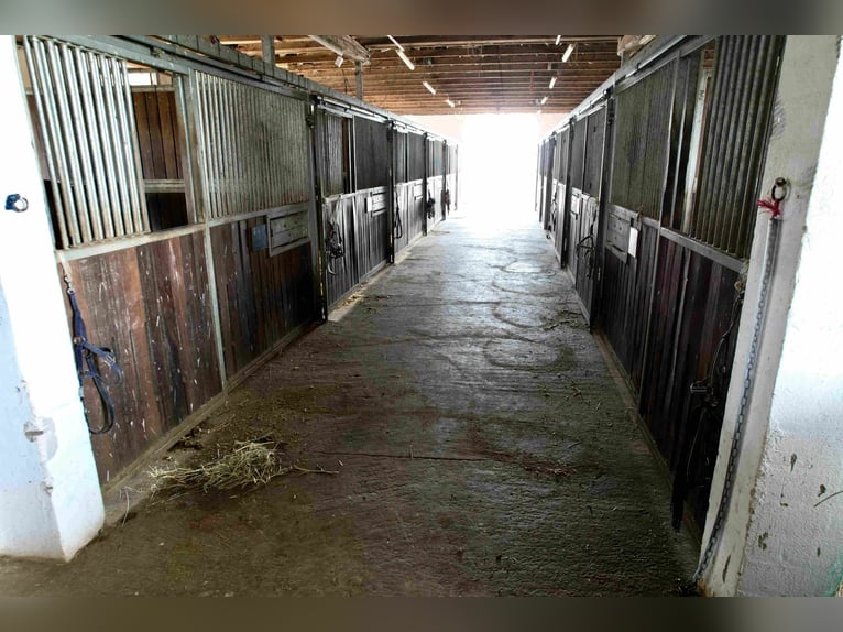 Exklusive Reitanlage im Großraum Nürnberg –  27 Ha, 3 Häuser  Aufteilung in 2 Reitanlagen möglich