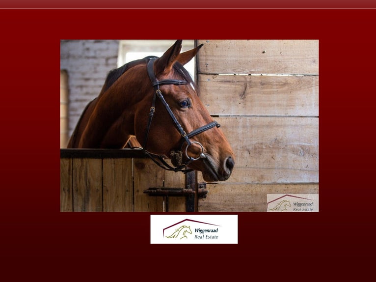 Exklusive Reitanlage mit umfangreicher Ausstattung nähe Düsseldorf NRW