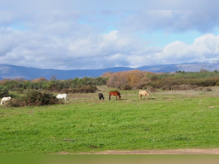 Fantastic Hunting And Cattle Farm.