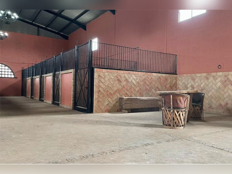 Finca De Ensueño o powierzchni ponad 90 ha w pobliżu Sewilli