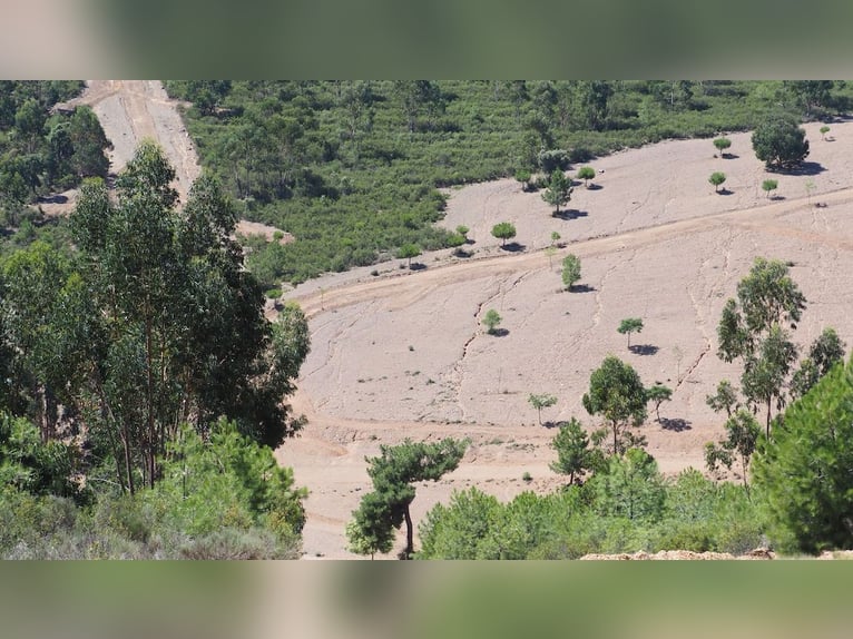 Gospodarstwo do rekreacji i polowań na duże zwierzęta