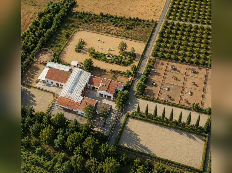 Gospodarstwo jeździeckie o powierzchni 1 hektara plus 300 m² domu