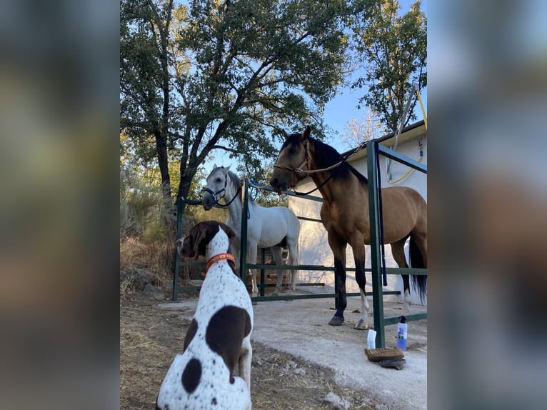 Gospodarstwo rolne w Ensueño w okolicy Gredos.