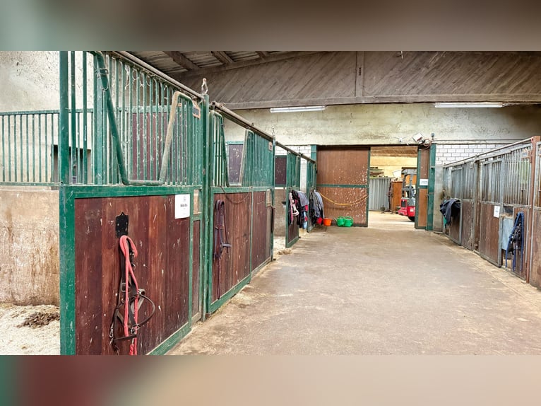 Gospodarstwo rolne z halą ujeżdżeniową, stajniami oraz rozległymi terenami do dzierżawy