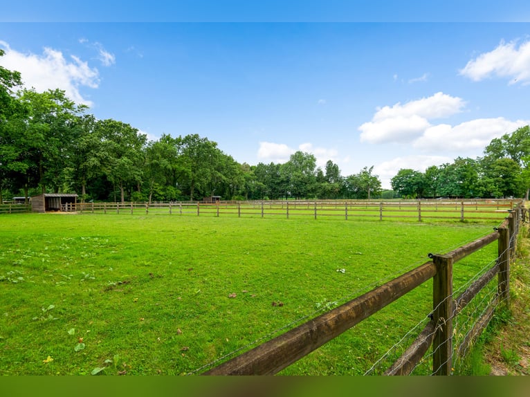 Hippisch complex met binnen- en buitenpiste