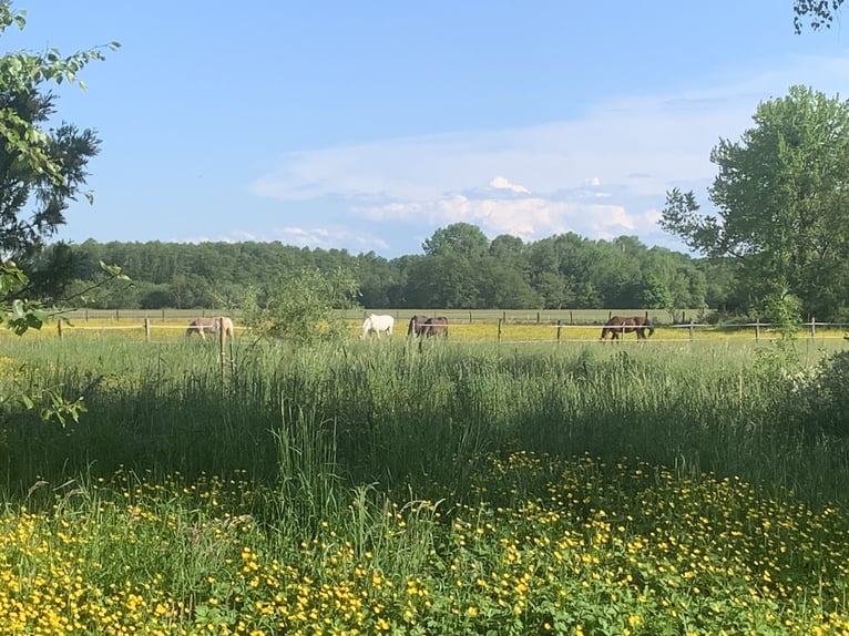 Historischer paradiesischer Pferdehof 40 Min. von der Schweiz 