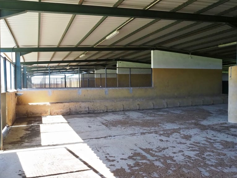 Kompleks dla koni w pełni wyposażony – 24 ha – Cáceres