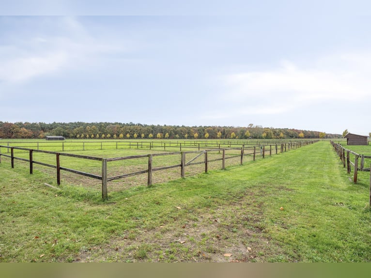 Komplette Reitanlage mit Landhaus nähe Deutsche Grenze in NL.