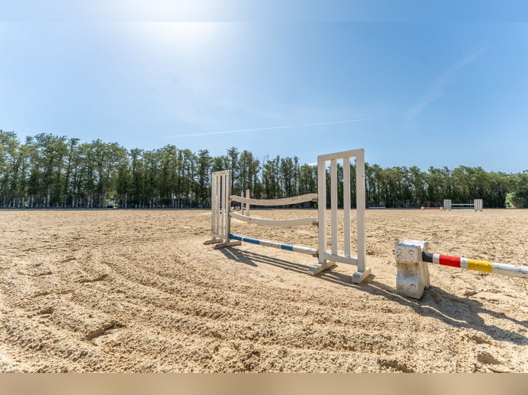 Luksusowa stajnia sportowa