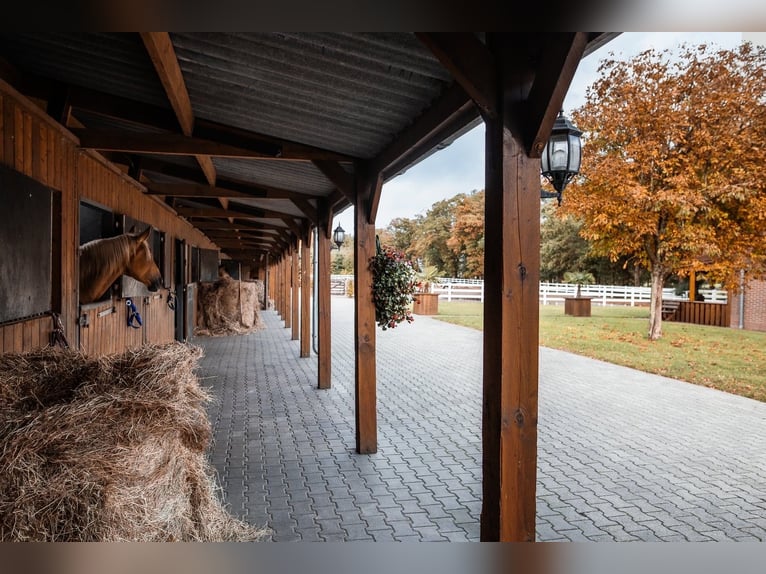 Luxuriöse und äußerst gepflegte Pferderanch im Emsland zu verkaufen  !! Ohne Makler !!