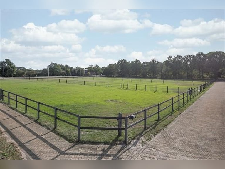 LUXUS Reitanlage nähe Deutsche Grenze in NL