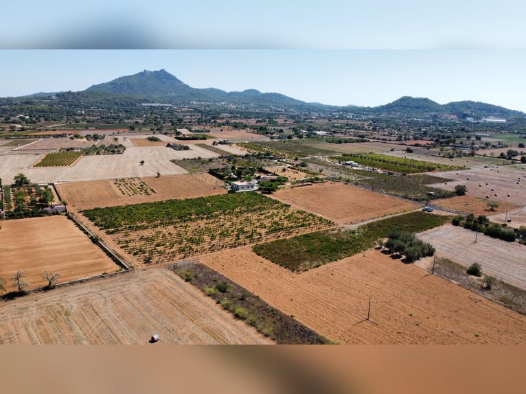 MALLORCA Felanitx: Baugrundstück mit Baulizenz und Blick auf den Sant Salvador