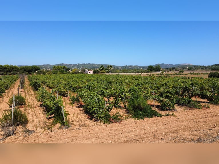 MALLORCA Felanitx: Baugrundstück mit Baulizenz und Blick auf den Sant Salvador