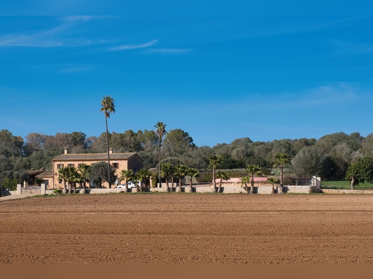 Mallorca: Finca mit Stallungen auf 15 Hektar Land und Ferienvermietlizenz