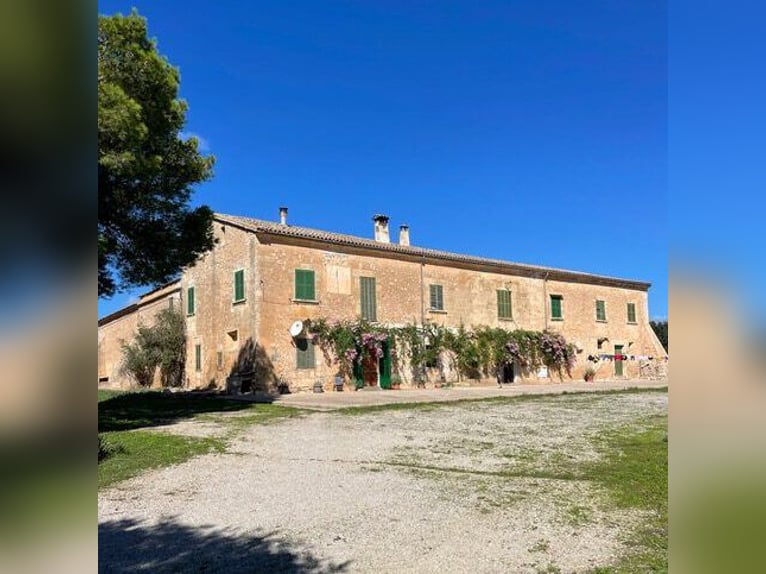 Mallorca: Historisches Landgut zum Sanieren mit 15,6 Hektar Land zur Pferdehaltung
