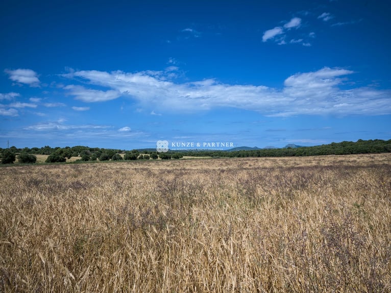 Mallorca: Schlüsselfertige Finca mit ca. 10 Hektar Land zur Pferdehaltung
