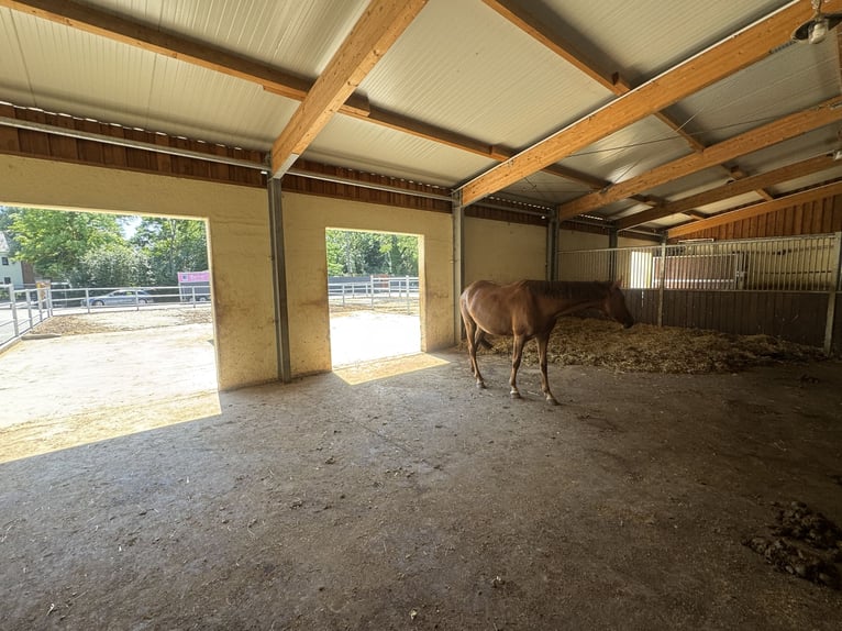 Moderne und rentable Reitanlage im Einzugsgebiet Bonn/Köln mit hochwertigem Wohnhaus