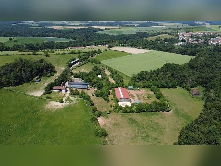 Natychmiast dostępny pensjonat koni z 33 stajennymi i potencjałem rozwoju