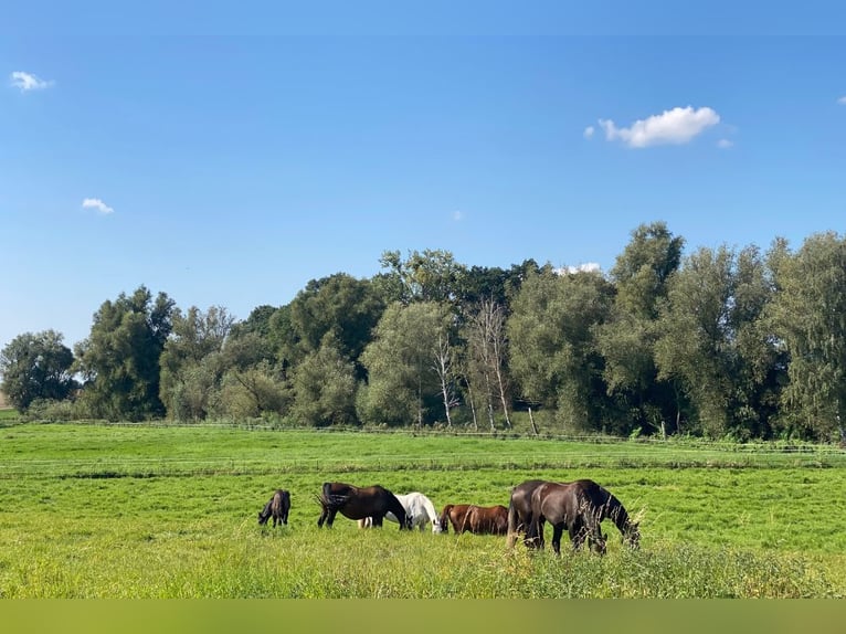 OPEN HOUSE am 28.9.: Gutshaus Scharpzow mit 2,2 ha und zusätzlichen Pachtflächen steht zum Verkauf
