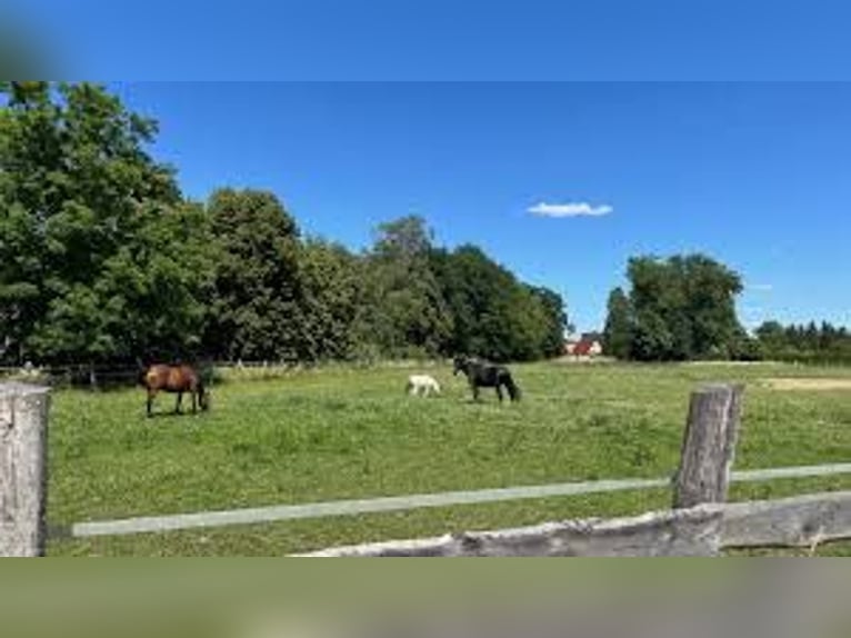 Pension na otwartym wybiegu // Stajnia z wybiegiem dla koni // Kompleksowa opieka i wyżywienie