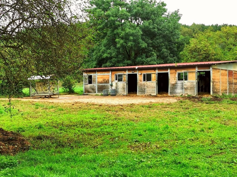 Pferdeboxen, Sattelkammer, Paddock und Weide  