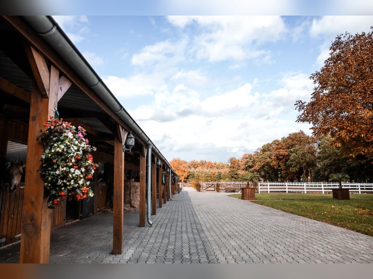 Pferdehof zu verkaufen im Emsland – Schicke Ranch mit gehobenem Wohnkomfort!