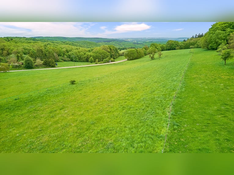 Pferdeimmobilie im Donnersbergkreis – Charmantes Hofensemble mit privater Pferdehaltung 