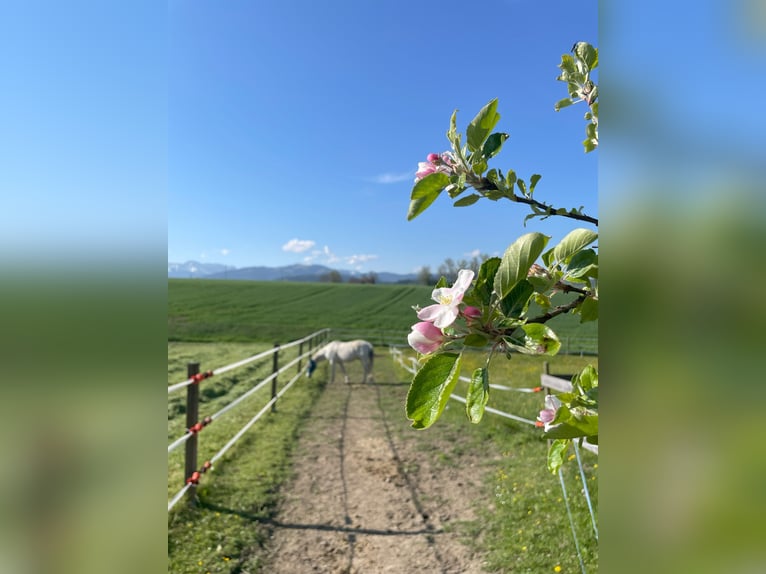 Pferderanch in Alterswil, Kanton Freiburg, Schweiz
