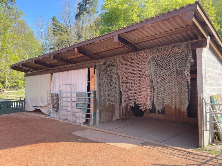 Pferderanch in Alterswil, Kanton Freiburg, Schweiz