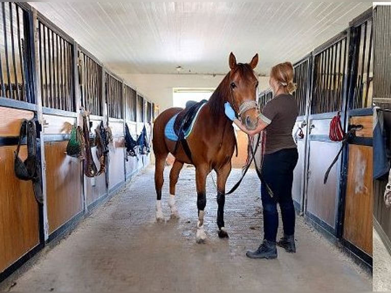 Professionelles Reitsportzentrum NRW