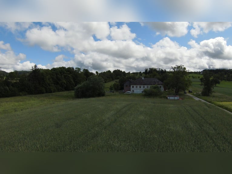 Rarität im OÖ Salzkammergut,  Nähe Gmunden, Österreich 