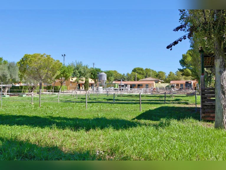 Ref 2535Sg Spanien, Valencia, Bétera - elegante Villa mit Reitstall zu verkaufen!