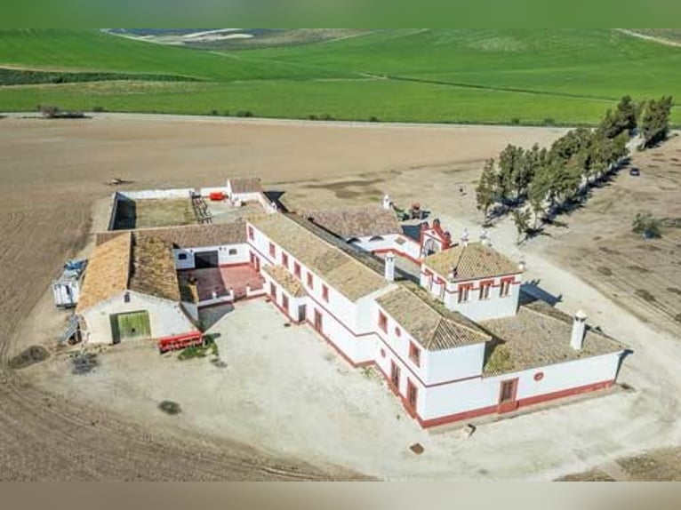 Ref2525FS Andalusien, nahe Sevilla - authentischer Cortijo zu verkaufen!