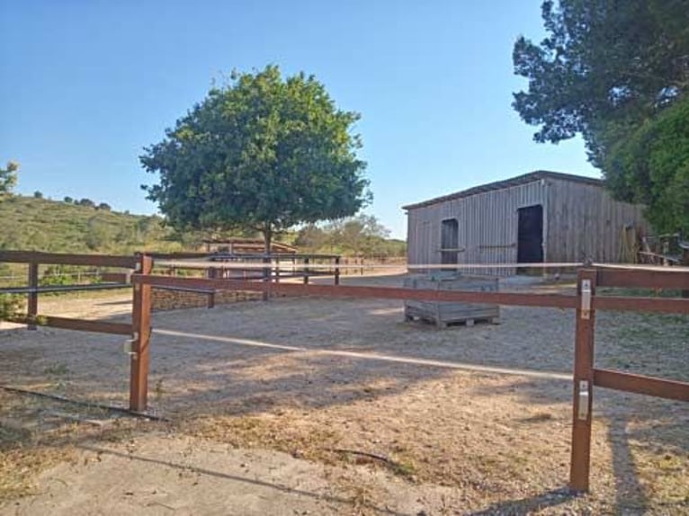 Ref2531 Spanien, Valencia, Monserrat - Finca mit Pferdestall zu verkaufen!