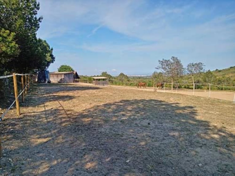 Ref2531 Spanien, Valencia, Monserrat - Finca mit Pferdestall zu verkaufen!