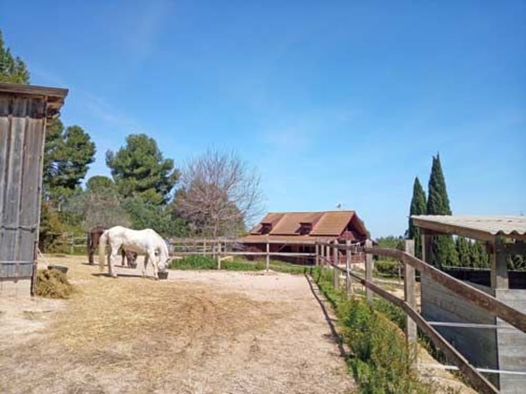 Ref2531 Spanien, Valencia, Monserrat - Finca mit Pferdestall zu verkaufen!