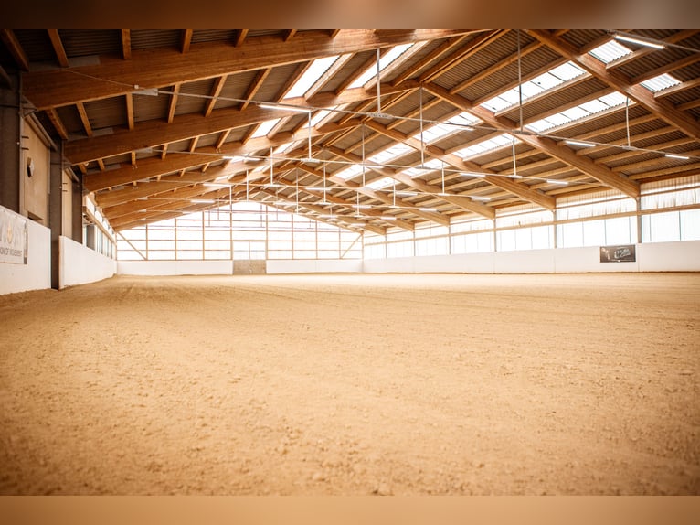 Reitanlage mit 10 ha Land zwischen Würzburg und Bamberg