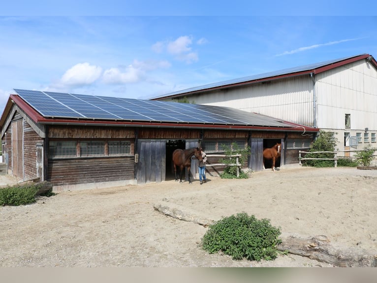 Reitanlage mit Wohnhaus, arrondierten Flächen und moderner PV-Anlage