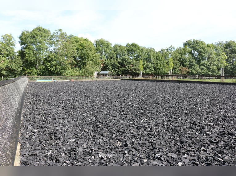 Reitanlage mit Wohnhaus, arrondierten Flächen und moderner PV-Anlage