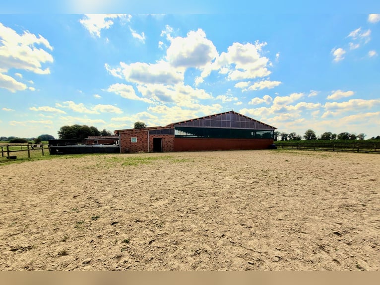 Reiterhof mit Zucht und Aufzucht - Pferd, Pferde, Pferdebetrieb, Pension, Pensionsbetrieb, Reithof