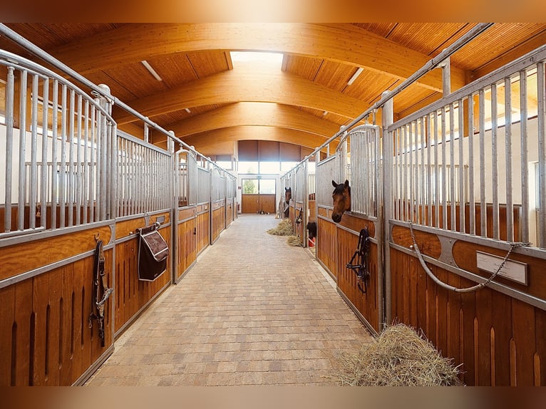 Reitowa idylla spotyka się z designem – stylowo żyć, luksusowo się rozkoszować V13132