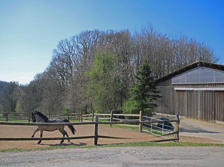 Reitsportanlage mit hochwertigem und modernem Einfamilienhaus und fünf Hektar Land