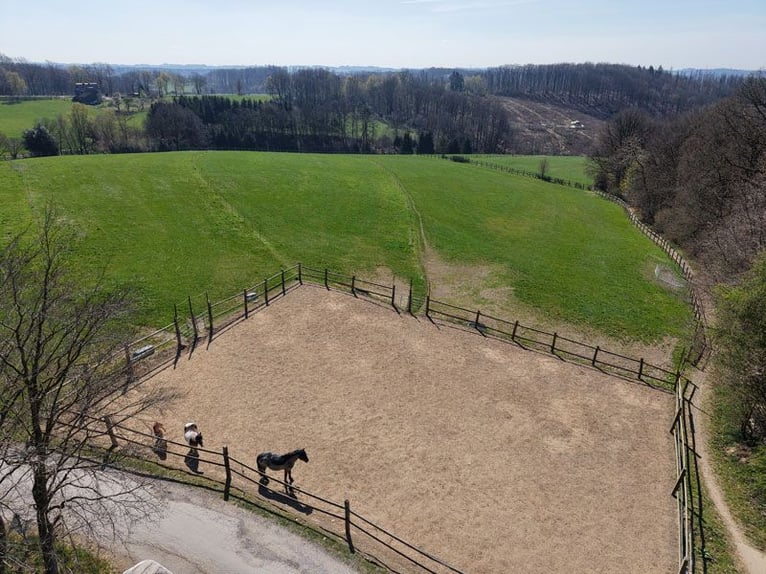 Reitsportanlage mit hochwertigem und modernem Einfamilienhaus und fünf Hektar Land