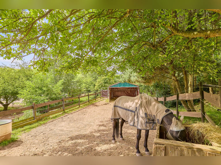 Romantische Hofreite in Erbach im Odenwald – Leben & Arbeiten mit den Pferden in absoluter Ruhe!