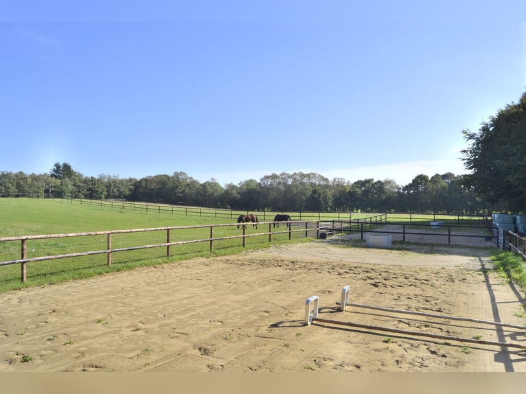 Saniertes Einfamilienhaus mit Pferdeboxen, Reitpaltz, Weiden ( 8ha Land) in Alleinlage 