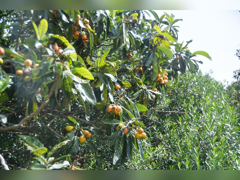 Schöne Finca mit besonderem Charme