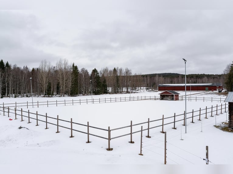 Schweden - Einzigartiger Pferdehof zum Verkauf angeboten!